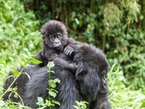 gorillas in rwanda volcanoes national park