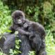 gorillas in rwanda volcanoes national park - Hirwa Gorilla Family - Rwanda Gorilla Tours from Lake Kivu - Rwanda Gorilla Safari Tours