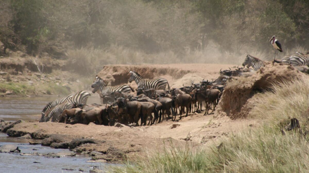 great migration in masai mara - Great Wildebeest Migration in Masai Mara Kenya - Witness the Thunder of Hooves in Masai Mara Kenya - Mara River Wildebeest Crossing Safari - Why you Should visit Masai Mara for Safari?
