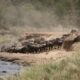 great migration in masai mara - Great Wildebeest Migration in Masai Mara Kenya - Witness the Thunder of Hooves in Masai Mara Kenya