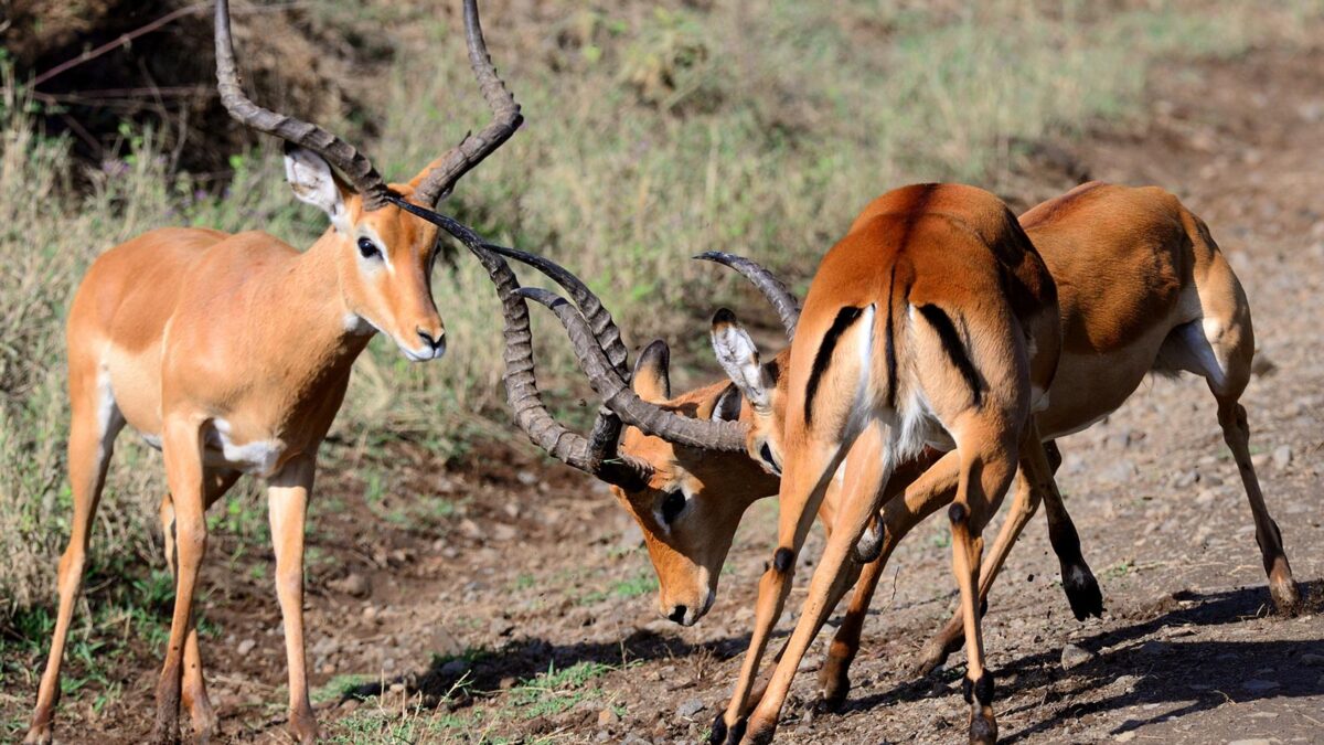 First time on East African Safari