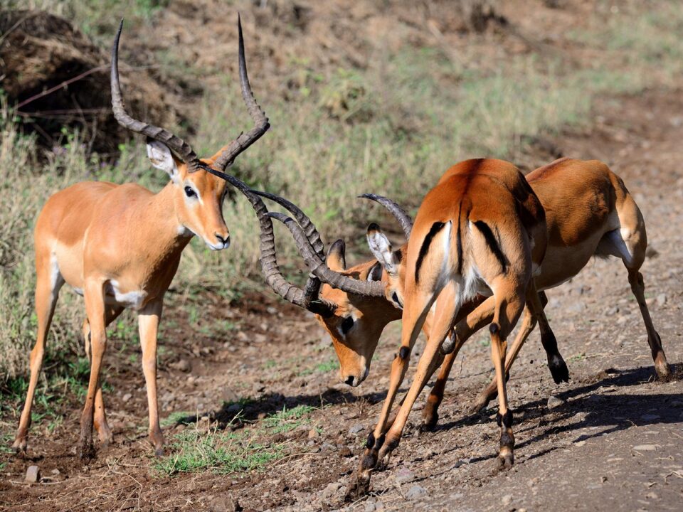 First time on East African Safari