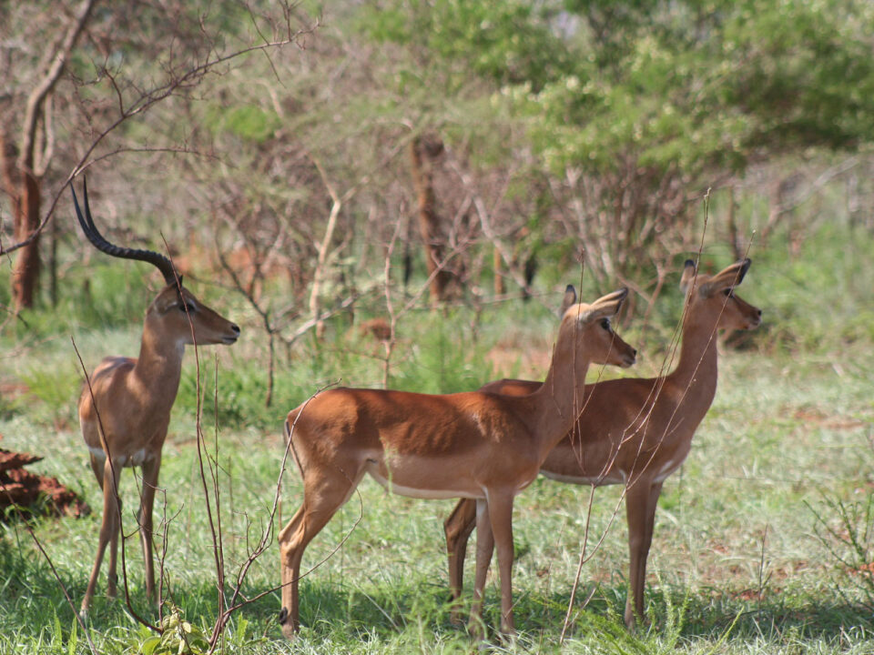 Safaris and Tours to Akagera National Park Rwanda