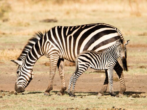 Zebras in Lake Manyara National Park - Best Time to Visit Lake Manyara National Park in Tanzania - How to Get to Lake Manyara National Park