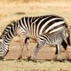 Zebras in Lake Manyara National Park - Best Time to Visit Lake Manyara National Park in Tanzania