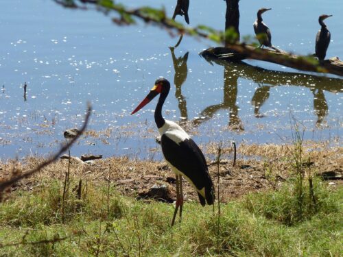 Bird Watching at Lake Nakuru