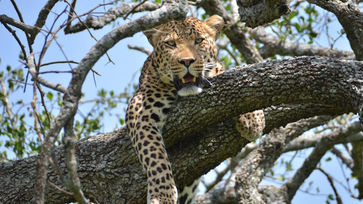 Best Places to See Leopards in Tanzania