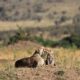 Masai Mara Kenya Budget Safaris - Family Safari in the Masai Mara - Masai Mara Adventure & Uganda Gorilla Tracking
