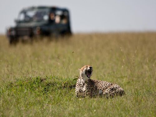 leopards in Masai Mara - Kenya Safaris - Leopard Tracking Experience