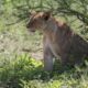 2 Days Ngorongoro Crater and Lake Manyara Safari - How to Get to Ngorongoro Crater Tanzania - East African Safari in October