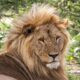 Lions in Ngorongoro Conservation Area - Best time to Visit Ngorongoro Crater in Tanzania