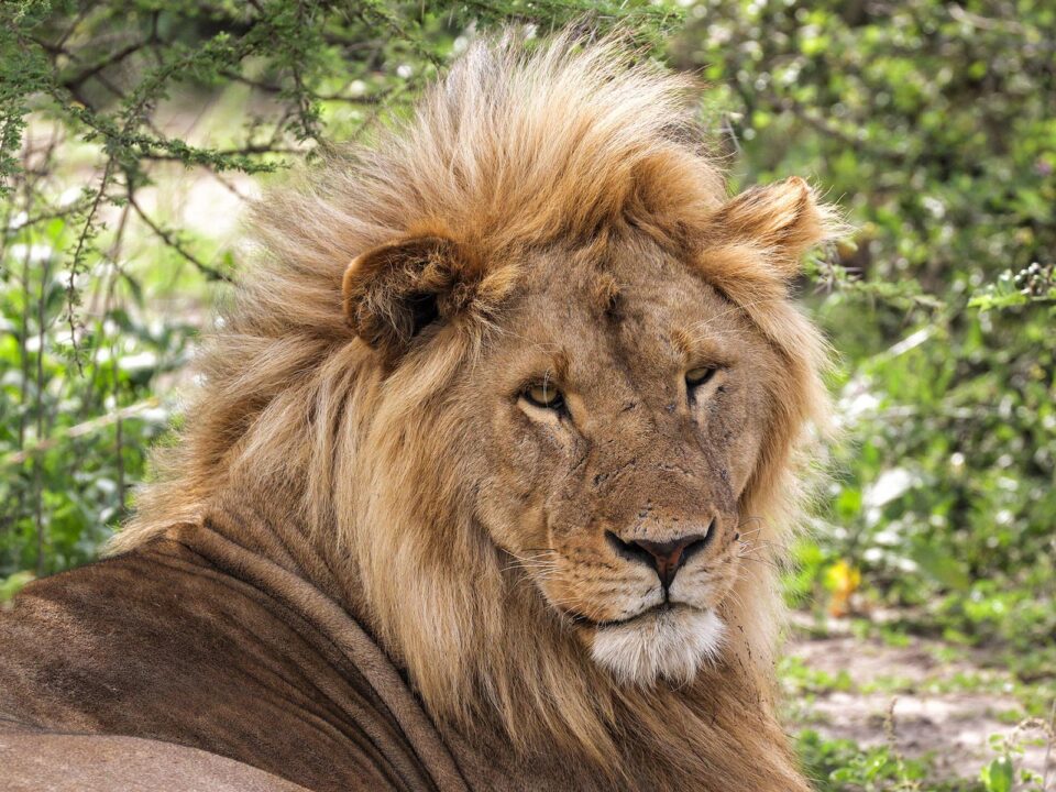 Lions in Ngorongoro Conservation Area - Best time to Visit Ngorongoro Crater in Tanzania