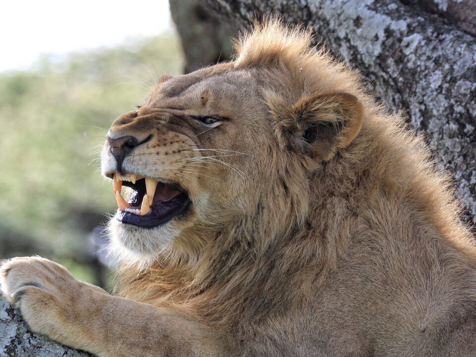 Ngorongoro Conservation Area - Lions in Ngorongoro Conservation Area - 6-Day Ngorongoro Tanzania Africa Safari