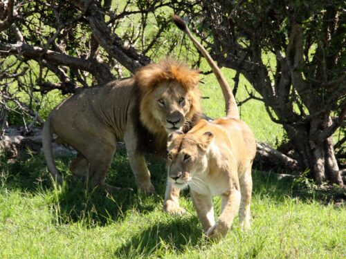 Lions - Masai Mara National Parks