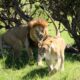 Lions - Masai Mara National Parks - What to Wear on Safari in Masai Mara? - Best Time to visit Masai Mara