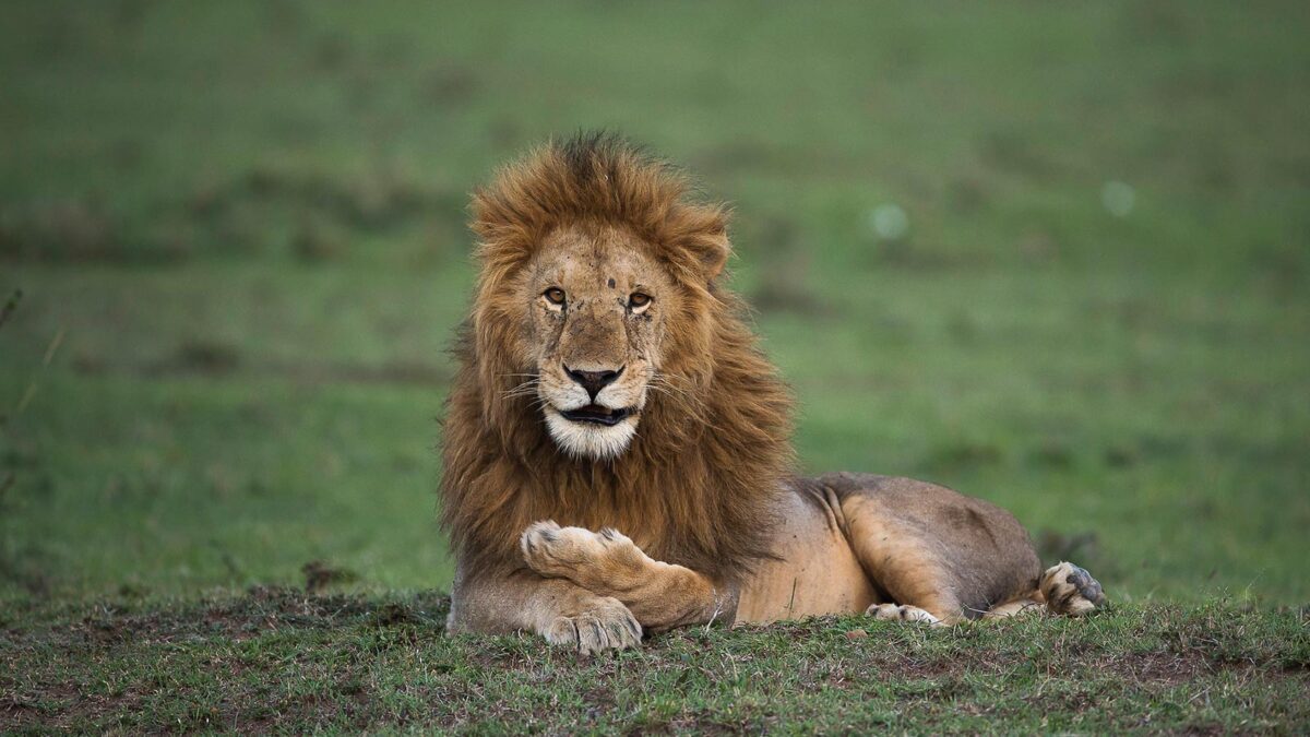 lions in Masai Mara - How Much Does a Masai Mara Safari Cost? - Is Masai Mara safe for Tourists?Is Masai Mara safe for Tourists?