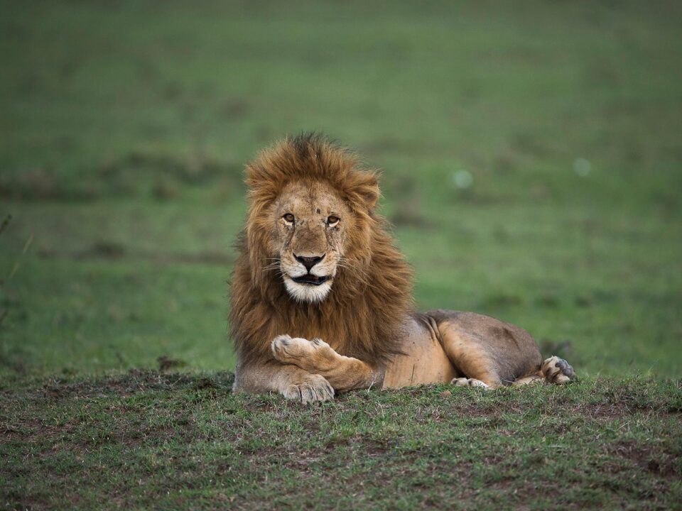 lions in Masai Mara - How Much Does a Masai Mara Safari Cost? - Is Masai Mara safe for Tourists?Is Masai Mara safe for Tourists?