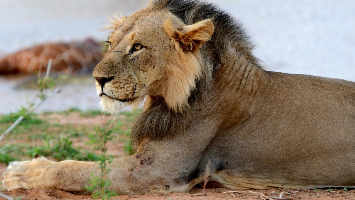 Lions in Samburu National Park - 3 Day Safari to Samburu National Reserve Kenya