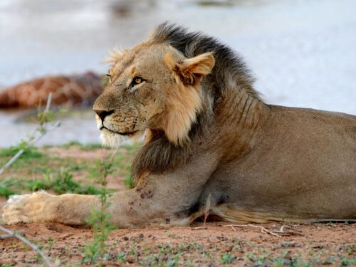 Lions in Samburu National Park