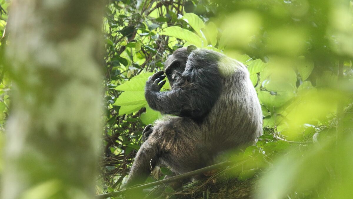 Nyungwe Forest National Park - Chimpanzee Trekking in Gishwati-Mukura National Park