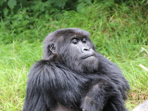 gorillas in Rwanda - Gorilla Trekking