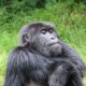 gorillas in Rwanda - Gorilla Trekking - Susa Gorilla Family - Luxury Rwanda Gorilla Safaris - Rwanda Luxury Gorilla Trips and Primate Safari - Gorilla Tracking Tours from Gisenyi - Rwanda Gorilla Safari Company