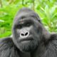 Rwanda Gorilla Safari - Volcanoes National Park - Kwitonda Gorilla Family - Gorilla Tracking Tours from Cyanika Boarder Rwanda - Rwanda Gorilla and Wildlife Safari Holiday