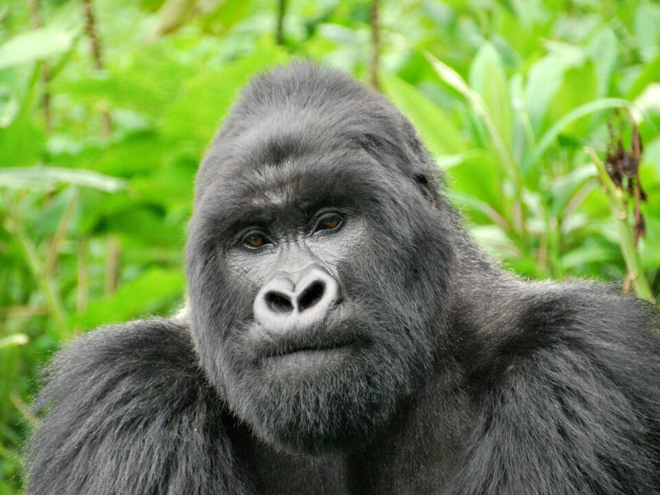 Rwanda Gorilla Safari - Volcanoes National Park