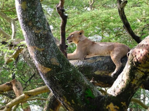 tree climbing lions in Lake Nakuru National Park