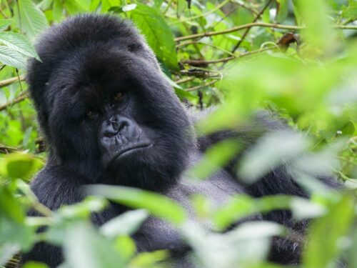 Gorillas in Volcanoes National Park Rwanda - Sabinyo Gorilla Family Group - Rwanda Gorilla Tracking Safaris and Tours - Exclusive Rwanda Gorillas in the Mist - Rwanda Gorilla Tracking Terms & Conditions
