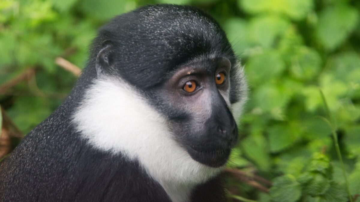 Wildlife in Nyungwe National Park - Monkey Tracking in Nyungwe Forest National Park