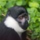 Wildlife in Nyungwe National Park - Monkey Tracking in Nyungwe Forest National Park - The appellation "The Land of a Thousand Hills" is not just a geographical reference; it encapsulates Rwanda's poignant history.