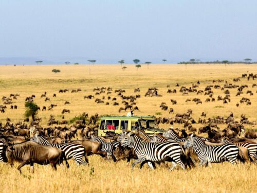 wildlife viewing in Serengeti National Park