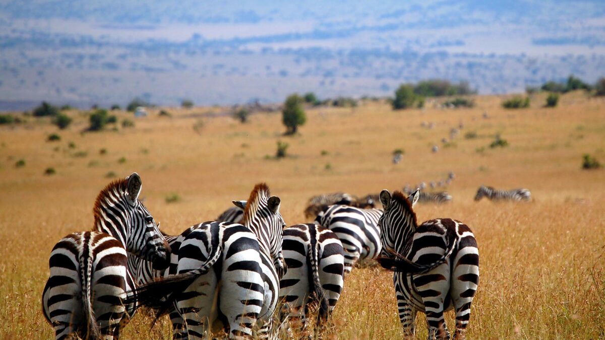 wildlife in masai mara - Zebras in Masai Mara National Park - How to get to Masai Mara from Nairobi?