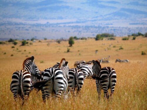 wildlife in masai mara - Zebras in Masai Mara National Park