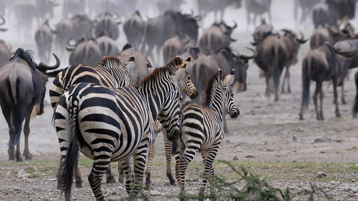 Zebras in Ngorongoro Conservation Area - East Africa Safari Experiences
