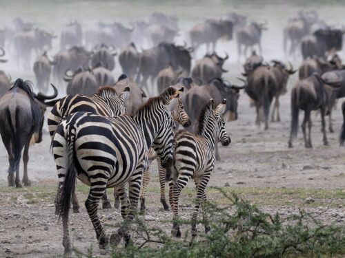 Zebras in Ngorongoro Conservation Area