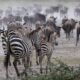 Zebras in Ngorongoro Conservation Area - East Africa Safari Experiences