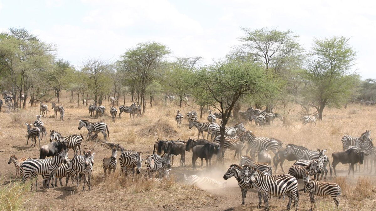 Serengeti National Park - Unbelievable Thunder of Hooves in Serengeti Tanzania