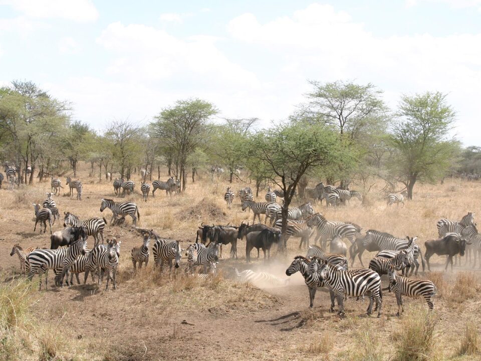 Serengeti National Park - Unbelievable Thunder of Hooves in Serengeti Tanzania