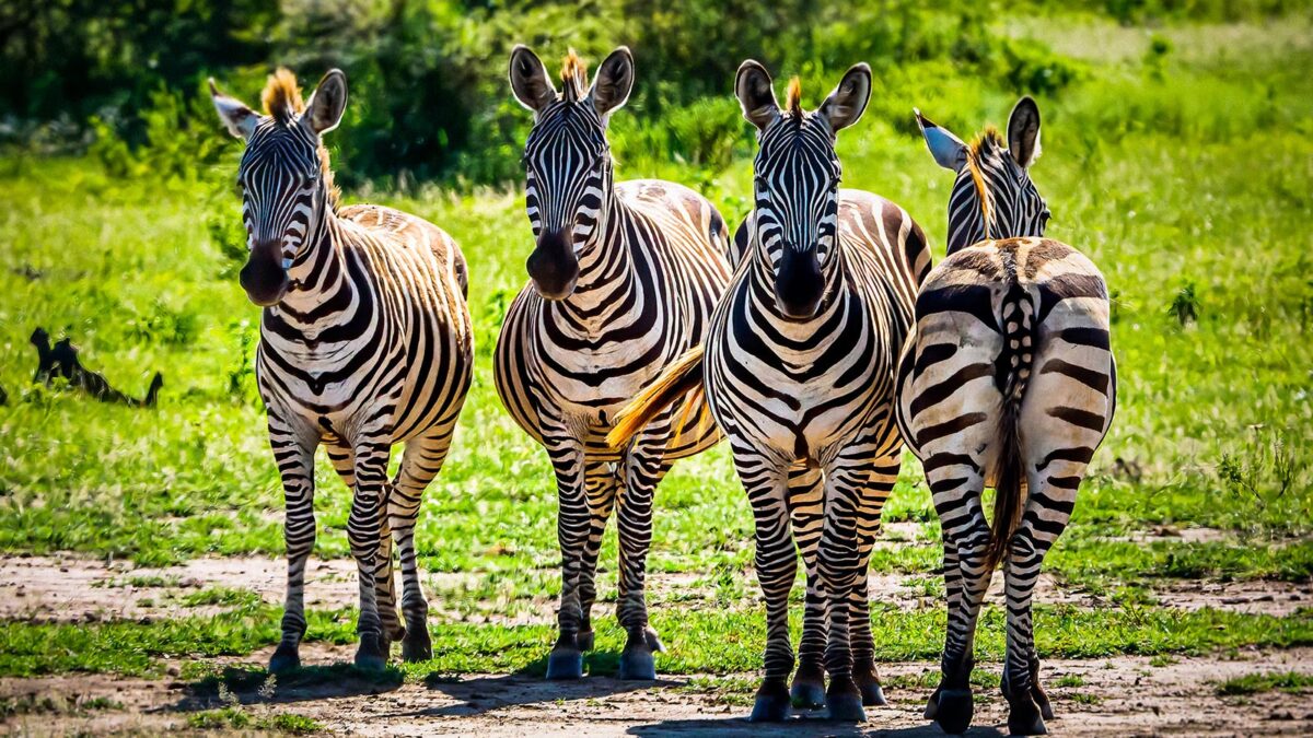 A Typical Day on Safari in Africa - 6 Days Luxury Tanzania Wildlife Safari