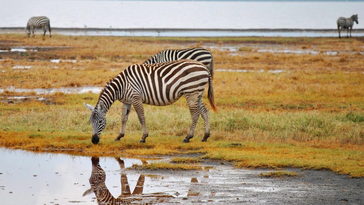 Zebras in Lake Nakuru National Park - Reasons Why you Should Visit Kenya for Safari