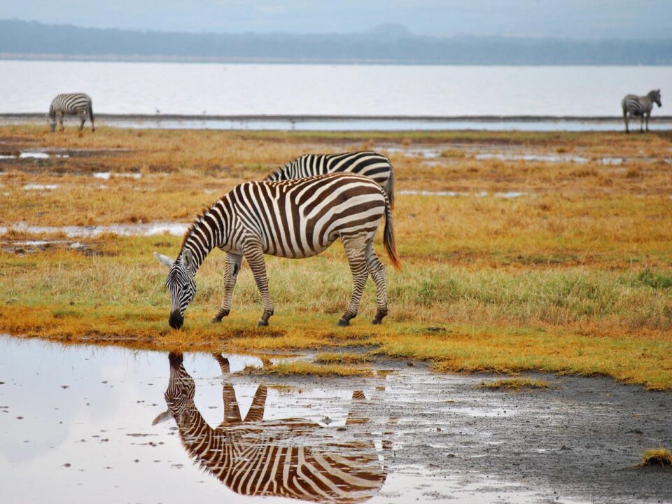 Zebras in Lake Nakuru National Park - Reasons Why you Should Visit Kenya for Safari