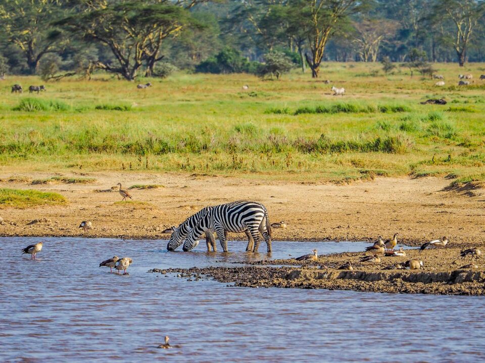 African Safaris - 7-Day Kenya Sweet Waters & Masai Mara Safari