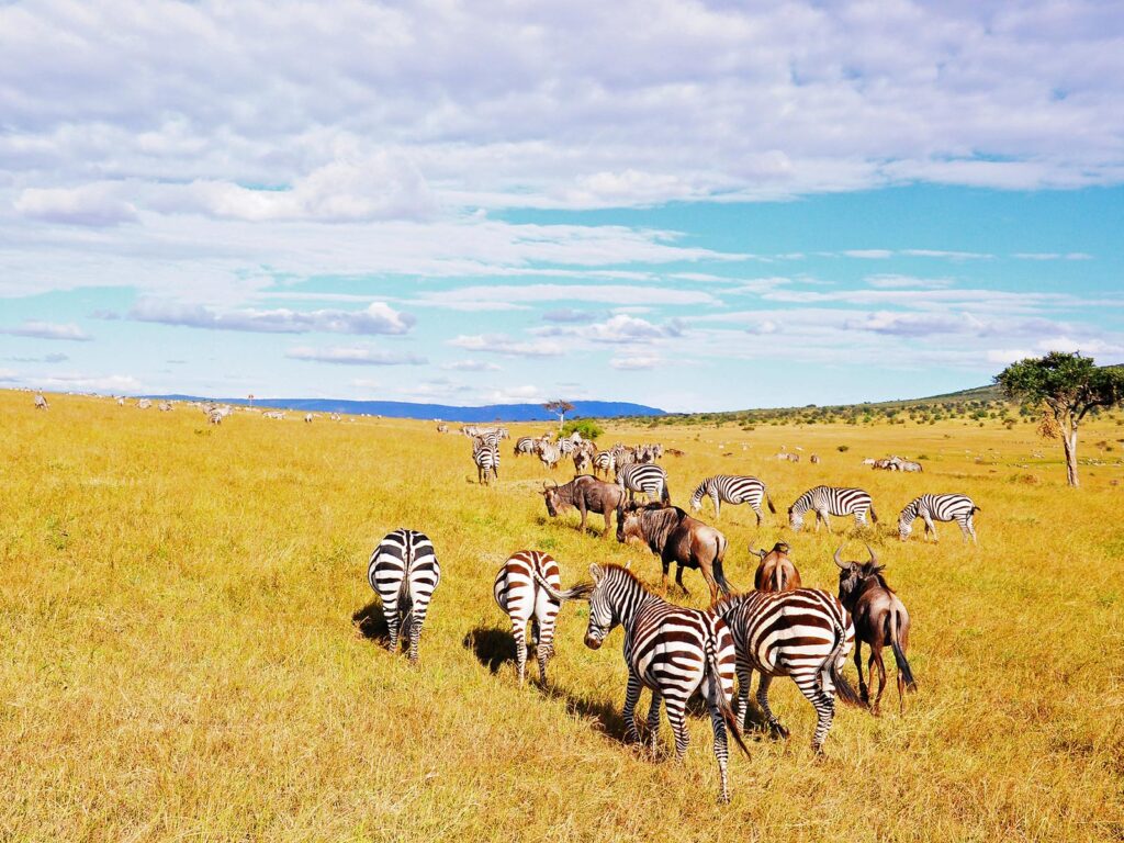 3 Days Masai Mara Wildlife Safari