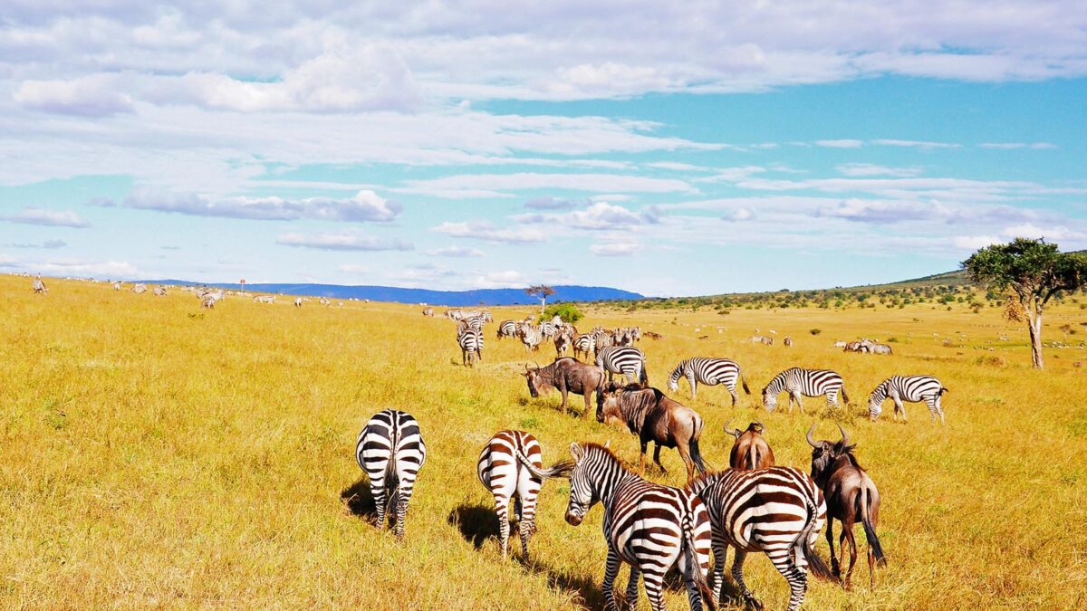 3 Days Masai Mara Wildlife Safari
