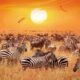 Great Wildebeests in Kenya - East African Safari Tours, Adventures and HolidaysEast African Safari Tours, Adventures and Holidays