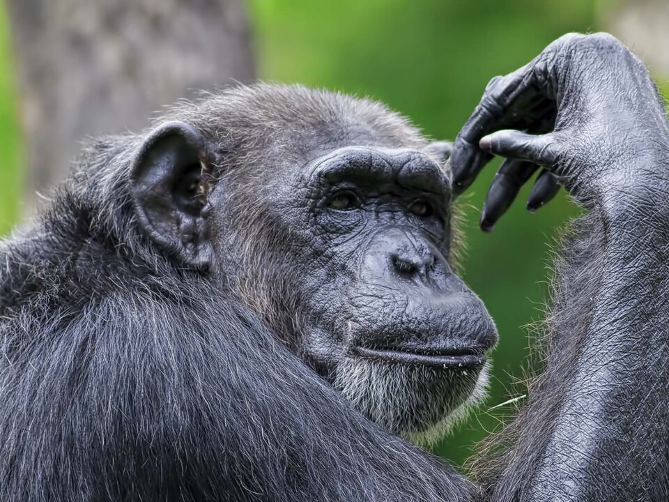 Chimpanzee Tracking in Rwanda - Best Camera Lenses for a Chimpanzee Photo Safari in Uganda or Rwanda