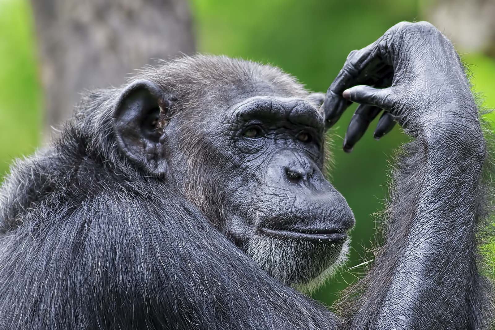 Chimpanzee Tracking in Rwanda - Best Camera Lenses for a Chimpanzee Photo Safari in Uganda or Rwanda