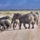 Elephants in Masai Mara - Masai Mara Camping Safaris for 3 days - How to Plan a Safari to Kenya?